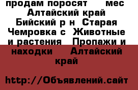 продам поросят 2.5 мес - Алтайский край, Бийский р-н, Старая Чемровка с. Животные и растения » Пропажи и находки   . Алтайский край